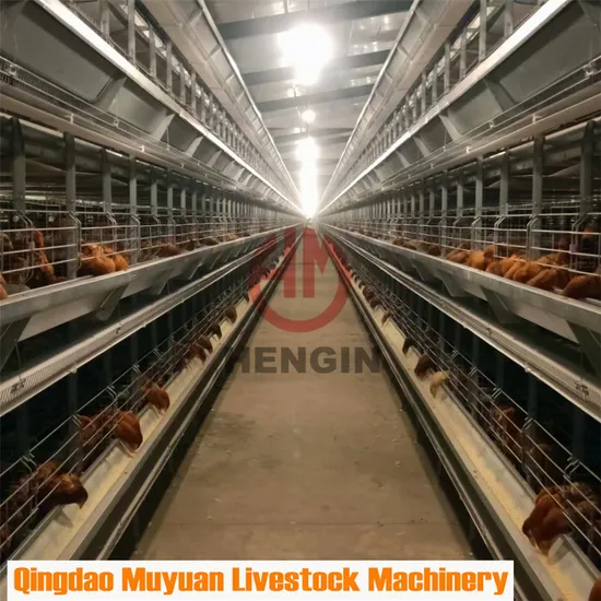 Automatic Caged Egg Chicken Layer Equipment for Poultry Farm