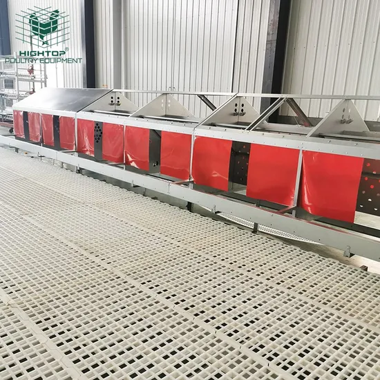 Slatted Floor System Automatic Egg Collection Box For Layer Breeder Chicken Farming