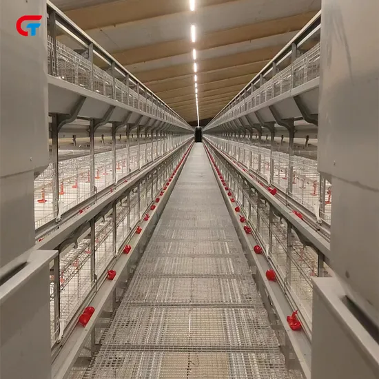 Factory Price H Type Layered Chicken Farm Automatic Poultry Cages