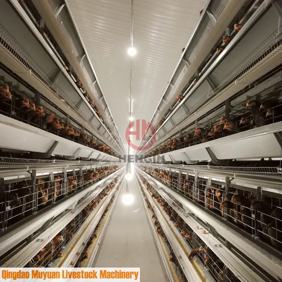 Automatic Layer Chicken Cage Equipment for Environment Control Poultry Farm