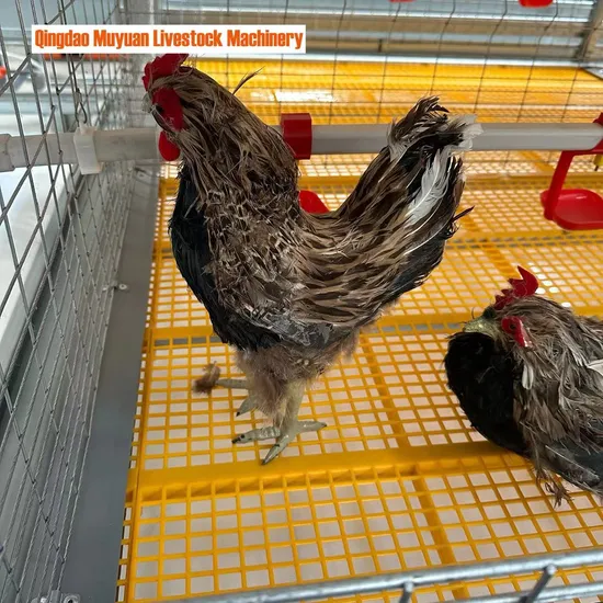 Chicken Cage/Laying Hens/PP Manure Belt, Poultry Farming, Look Here.