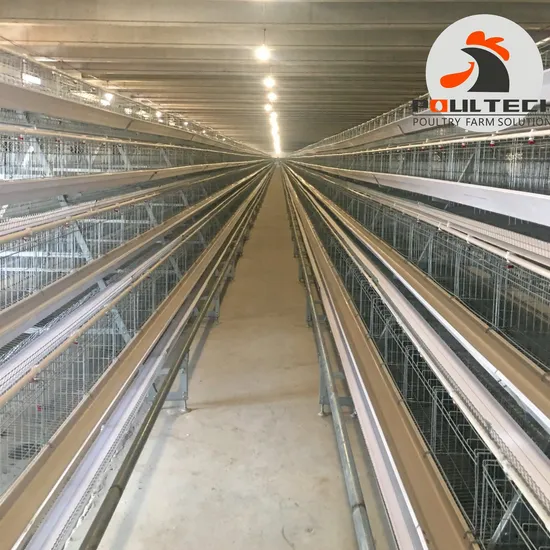 3-4 Tires Chicken Cage with Fully Auto-Equipment Cage Good Price