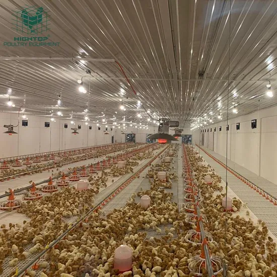 Factory price Floor Raising Equipment For 30000 Broiler Birds With Fully Automatic Feeding Lines And Water Lines