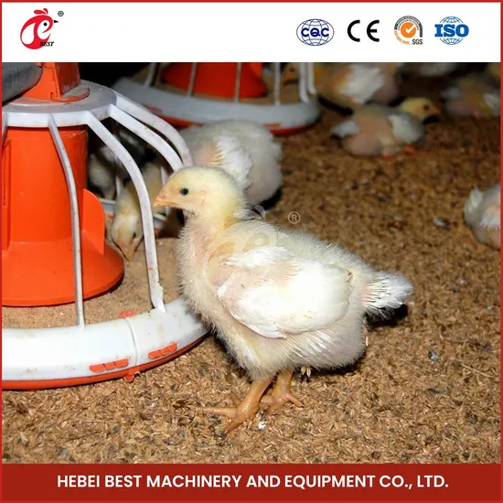 Bestchickencage Broiler Deep Litter System Free Sample China Rust-Proof and Strong Features Floor Raising Feeding Deep Litter System Factory