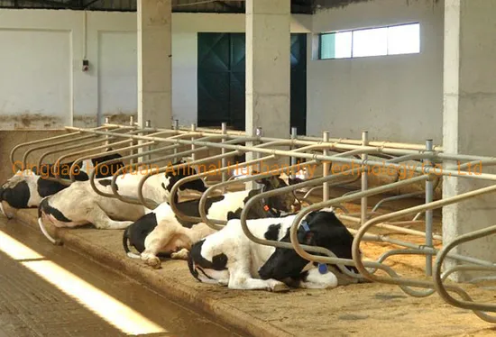 Hot DIP Galvanized Cow Equipment Cow Free Stall