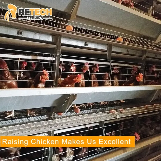 Hot Saleing Galvanized Layer egg Chicken poultry farm equipment For Sale