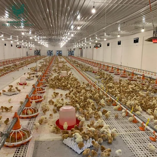 Height Adjustable From Day Old Chicks To Audlt Chickens Automatic Pan Feeding System With Low Wastage
