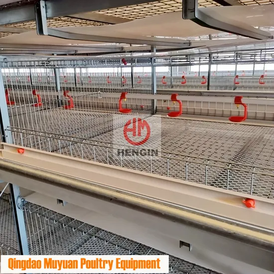 Chicken Cage Breeding Equipment for Broiler in Algeria Farm