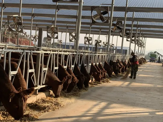 Anti-Corrosion and Strong Head Lock for Beef Cattle