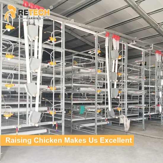 Automatic Poultry Equipment with Manure Removal Broiler Chicken Cage System for Sale