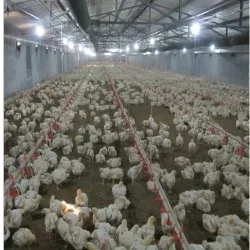 Popular Galvanized Prefabricated Customized China Steel Structure Project Poultry Farms Chicken Coop House with Low Price (BYPH-220625007)
