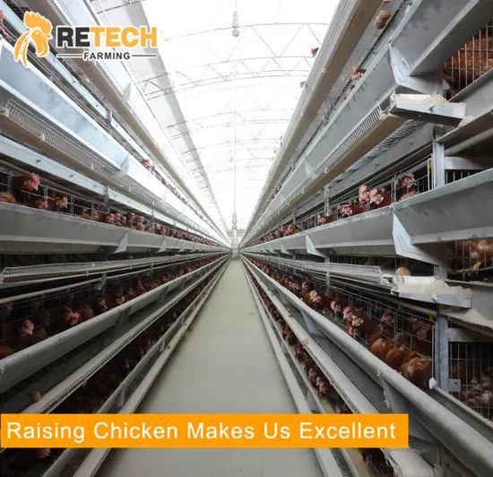 Full Set Automatic Poultry Layer Equipment for Sale