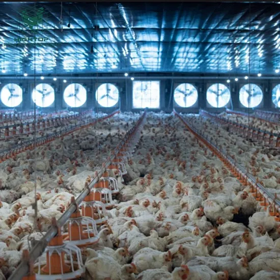 Broiler Chicken Farm Breeding Female Automatic Pan Feeding System For Poultry