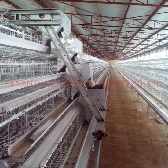 Poultry Farm Layer Chicken Cage with Automatic Egg Collection System