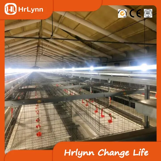 High-Quality Export Chicken Cages for Stress-Free Egg Farming