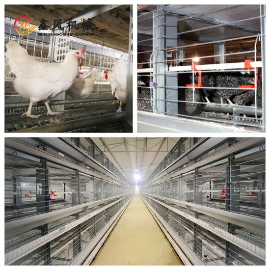 Poultry Farm Breeder Chicken of 5000 Poultry Battery Broiler