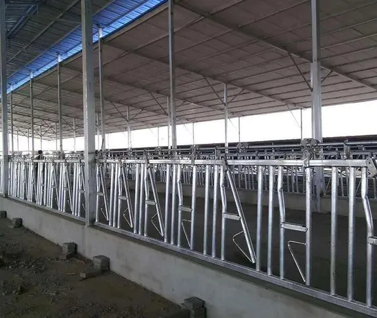 Cow Cattle Heifer Calf Headlock with Customized Dimension