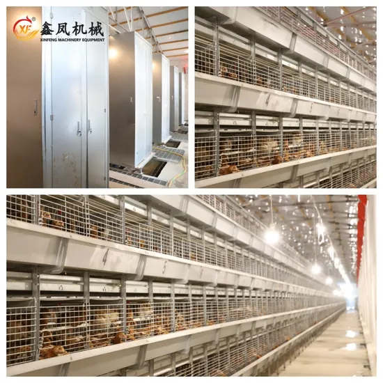 H Type Chicken Cage Layer Hens Cage Automatic Equipment Battery Pullet