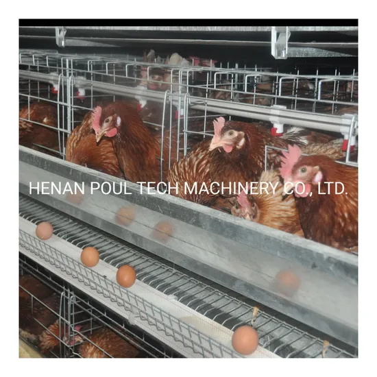 Modern Design Chicken Poultry Farm Chicken Cage with Equipments