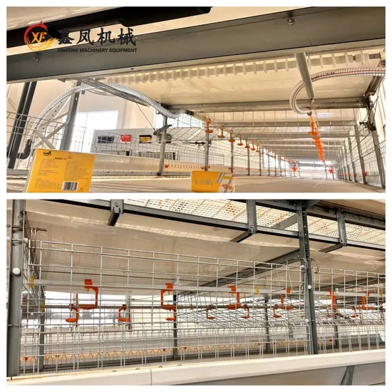 Hot Sale Cheap Price H Type Automatic Poultry Broiler Cage