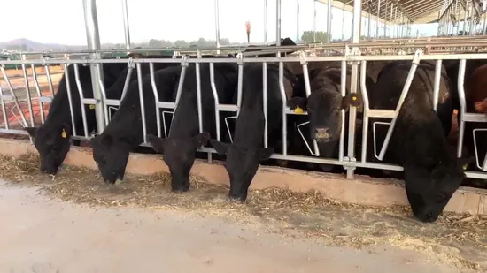 Long Last Agricultural Equipment Beef Cattle Headlock