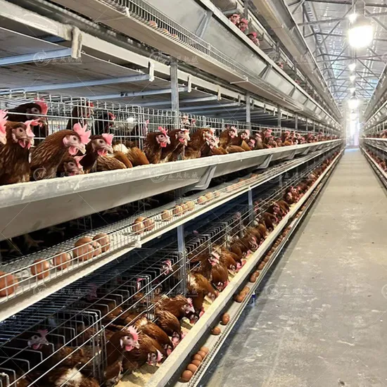H-Type Layer Egg Cage Automatic Farming Poultry Laying Hen Chicken Cage