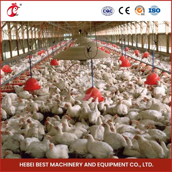 Bestchickencage Broiler Deep Litter System Custom China Very Safe and Easy Commercial Broiler Chicken Deep Litter System Manufacturer
