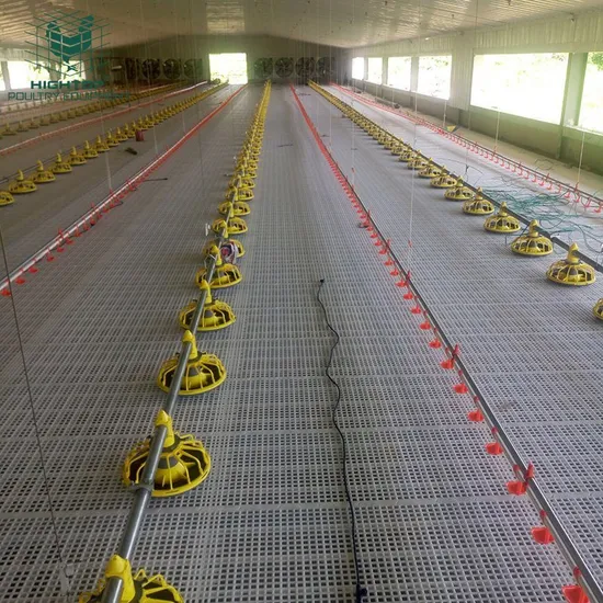 Lohman Broiler Floor Raising Chicken Farming Equipment With Automatic Feeding Lines