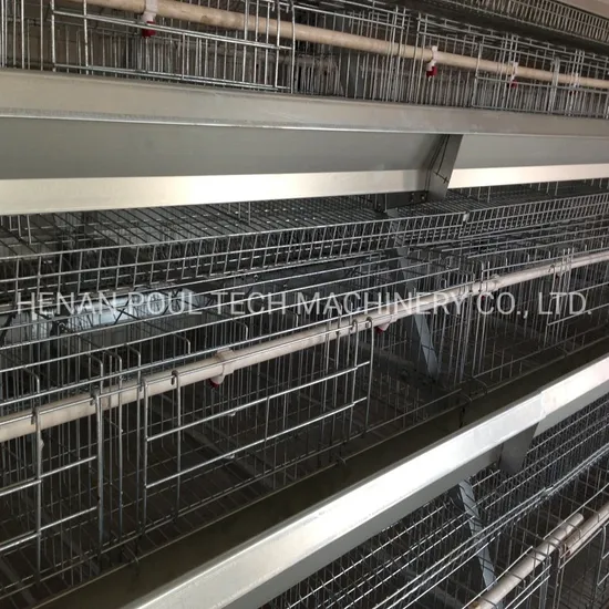 a Type Layer Chicken Poultry Cage with Manure Clean Machine