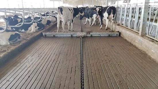 Automatic Corrosion Resistant Cattle Dairy Farm Cow Manure Scraper