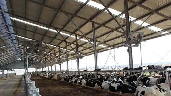 Comfortable Livestock Machinery Agricultural Machinery Cow Free Stall