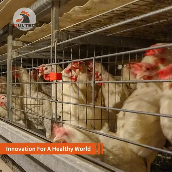 3~12 Tiers Full Automatic Layer Chicken Cages Poultry Farm Equipment