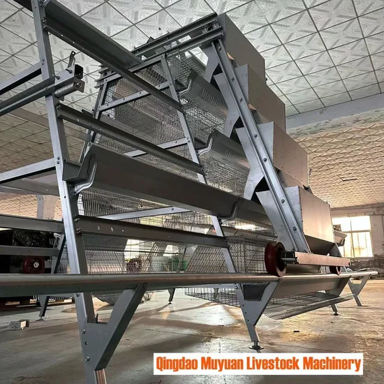 Open Coop / Type a Layer Cage / Poultry Farming