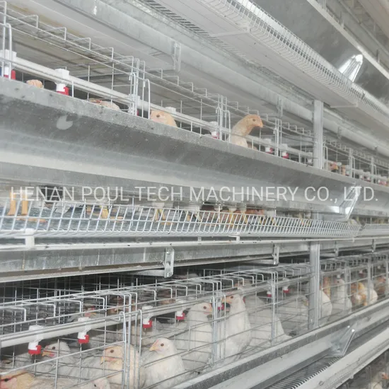 Poultry Farm Layer Chicken Cage From China