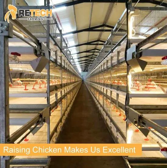 Design Modern Poultry Farm Automatic broiler Chicken Cage