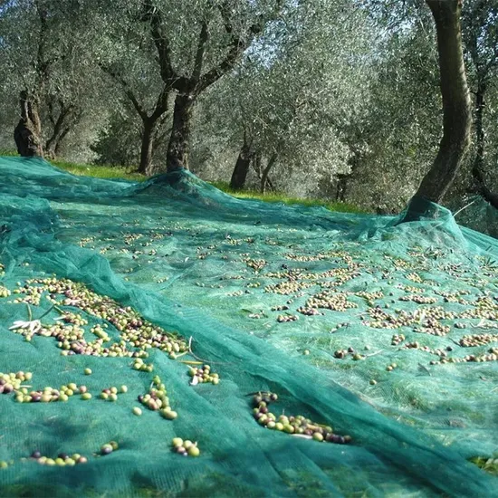 100% New HDPE Agricultural Green 6 * 10 M Plastic Netting Fruit Olive Harvest Net Anti-Thorn Net Olive Net