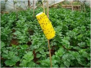 Disposable Odourless Yellow Sticky Trap for Insect