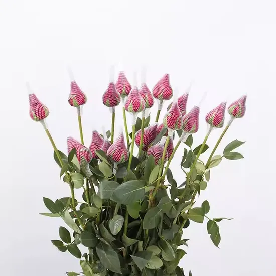 Red Fresh Cut Carola Rose Bud Cut Fresh Flowers Roses Wholesale for Wedding Decor Cheap Farm Supplier Fresh Flower