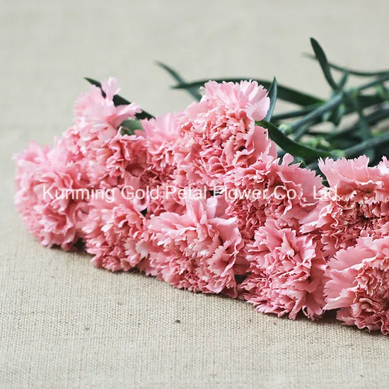 Wholsales Decorative Best Christmas Gifts Fresh Cut Flower Carnation Gift Flower