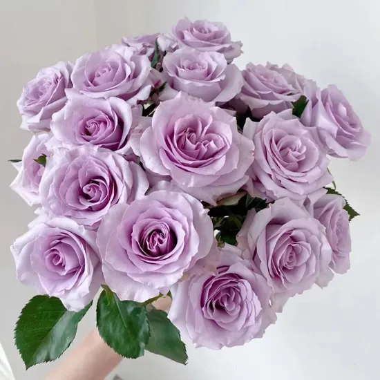 Yunnan Kunming Dounan Market Rose Wholesale Cut Flowers Valentine′ S Day Wedding Roses Wholesale