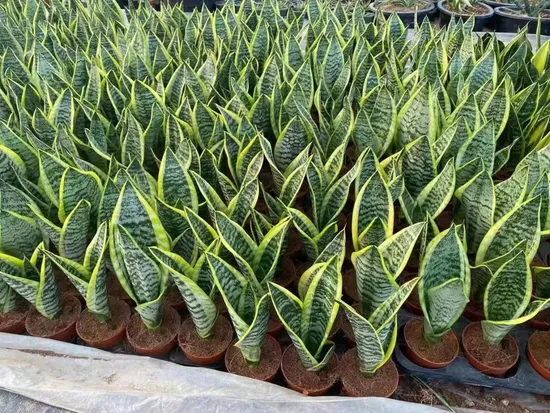 Green Air Plant Home Decoration Sansevieria Superba Garden Flower