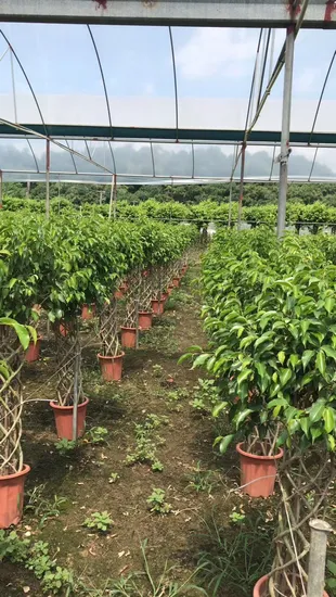 High Quality Ficus Cage Ficus Microcarpa Bonsai Live Plants