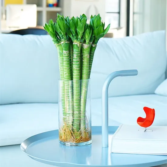 Dracaena Sanderiana Bonsai Hydroponic Lotus Lucky Bamboo Fung Shui Plant