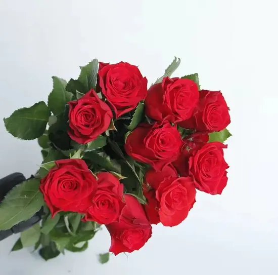 Ecuador Fresh Cut Flowers Rose Wholesales Factorysupply Long Stem Fresh Roses