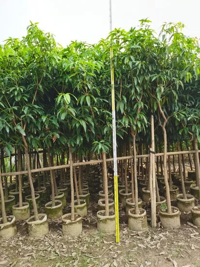 Live Plants Mango Fruit Tree and Mangifera Indica Grafted Tree
