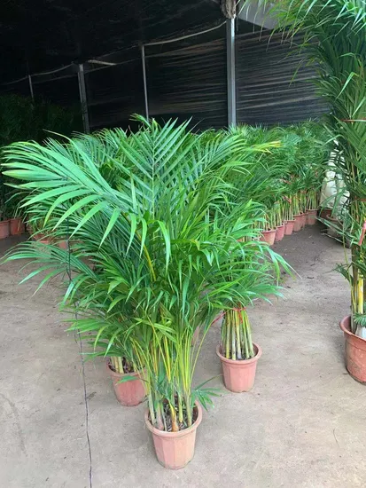 Chrysalidocarpus Lutescens in Peatmoss Natural Green Bonsai Plants Wholesale