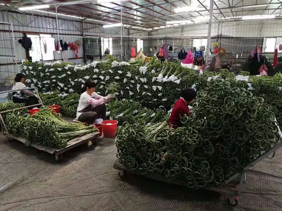 Spiral Lucky Bamboo Dracaena Sanderiana 30cm-100cm Indoor Plant Flower