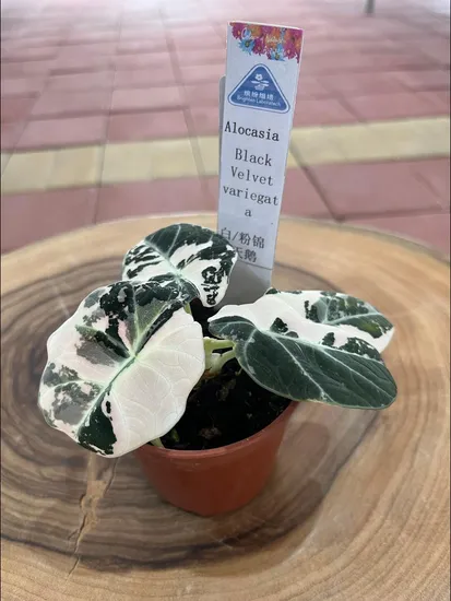 Alocasia ′black Velvet Variegata′ Tissue Culture Plants/Young Plants