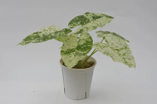 Alocasia ′macrorrhizos′ Camouflage Variegata Tissue Culture Plants/Young Plants