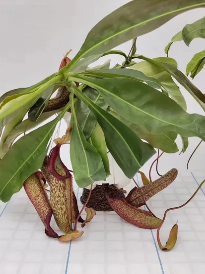 Nepenthes Miranda Tissue Culture/Carnivorous Plants/Plug Plants Seeding/Nursery